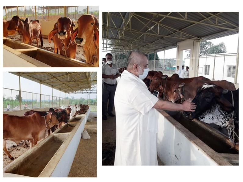 Girish ji Visited Maharishi Gaushala.
