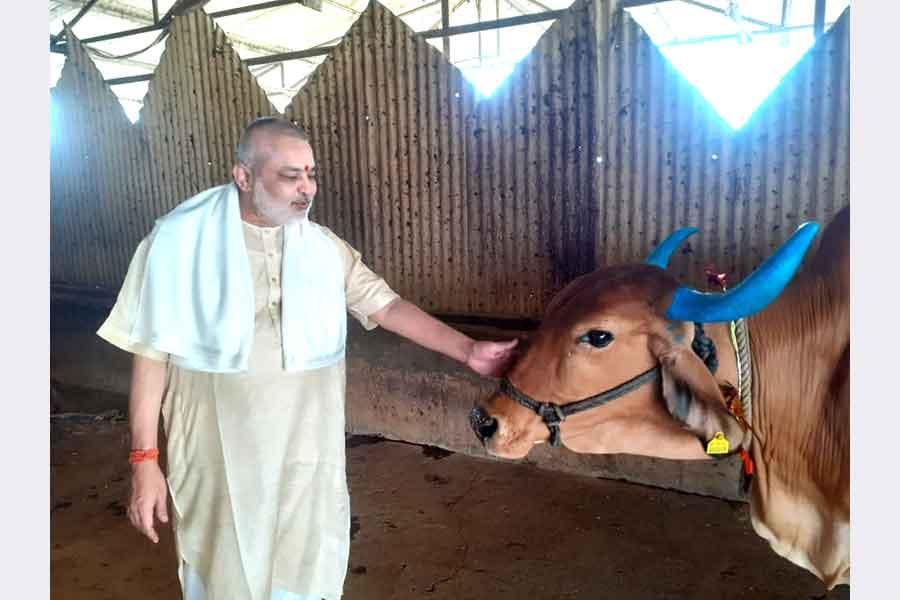 Pujya Brahmachari Girish ji is offering Puri and sweets to all Gaumata of Maharishi  Gaushana on the occassion of Gauvardhan Diwas.