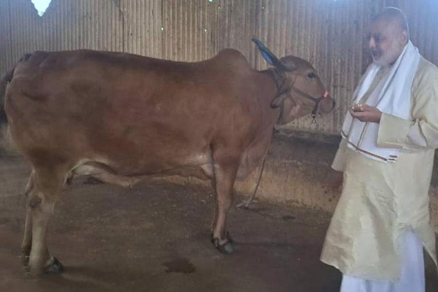 Met my sweet cows on the auspicious day of Vijaya Dashmi, greeted them, offered some sweets and biscuits and got their blessings.
