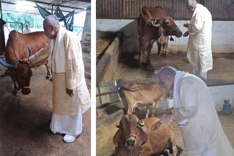 Met my sweet cows on the auspicious day of Vijaya Dashmi, greeted them, offered some sweets and biscuits and got their blessings.